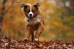 Berner-Sennenhund-Bernhardiner