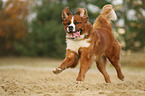 Berner-Sennenhund-Bernhardiner