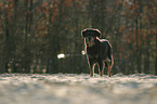 Hovawart-Mischling