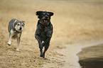 2 Mischlinge