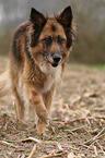 Schferhund-Mischling