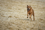 Schferhund-Mischling