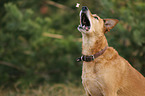 Schferhund-Mischling