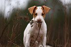 Shar-Pei-Podenco Welpe
