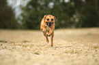 Staffordshire-Bullterrier-Mischling