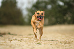Staffordshire-Bullterrier-Mischling