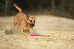 Staffordshire-Bullterrier-Mischling
