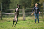 Staffordshire-Bullterrier-Mischling