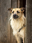 Terrier-Mischling Portrait