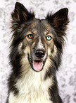 Border-Collie-Husky Portrait