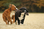 Berner-Sennenhund-Mischling und Neufundlnder-Mischling