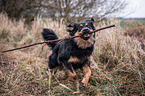 spielender Australien-Shepherd-Labrador-Retriever