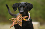 Weimaraner-Mischling Portrait