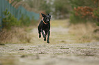 rennender Weimaraner-Mischling