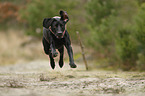 rennender Weimaraner-Mischling