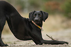 Weimaraner-Mischling