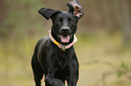 Weimaraner-Mischling Portrait