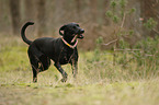 rennender Weimaraner-Mischling