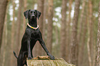 Weimaraner-Mischling