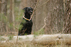 sitzender Weimaraner-Mischling