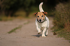 laufender Jack-Russell-Terrier-Mischling