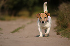 laufender Jack-Russell-Terrier-Mischling