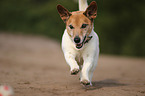 rennender Jack-Russell-Terrier-Mischling