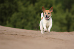 rennender Jack-Russell-Terrier-Mischling
