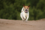 rennender Jack-Russell-Terrier-Mischling