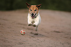 spielender Jack-Russell-Terrier-Mischling