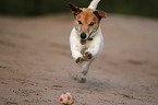spielender Jack-Russell-Terrier-Mischling