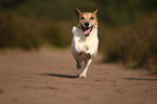 rennender Jack-Russell-Terrier-Mischling