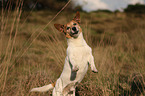 Jack-Russell-Terrier-Mischling macht Mnnchen