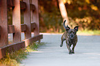rennender Terrier-Mischling