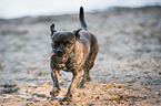 rennender Terrier-Mischling