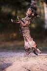 spielender Terrier-Mischling