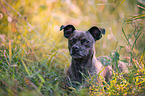 Terrier-Mischling Portrait