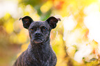 Terrier-Mischling Portrait