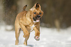 rennender Bernhardiner-Rhodesian-Ridgeback-Mischling