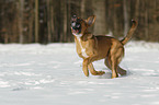 rennender Bernhardiner-Rhodesian-Ridgeback-Mischling