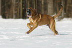 rennender Bernhardiner-Rhodesian-Ridgeback-Mischling