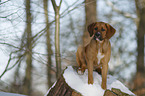 sitzender Bernhardiner-Rhodesian-Ridgeback-Mischling