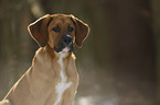 Bernhardiner-Rhodesian-Ridgeback-Mischling