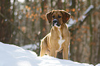 stehender Bernhardiner-Rhodesian-Ridgeback-Mischling