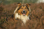 Collie-Mischling Portrait