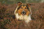 Collie-Mischling Portrait