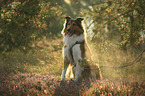 sitzender Collie-Mischling