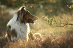Collie-Mischling Portrait