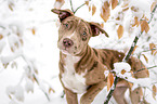 American-Bulldog-Mischling Portrait