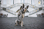 Australian-Cattle-Dog-Mischling gibt Pftchen